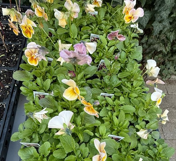 VIOLA, PANSY, plants, 4-pack