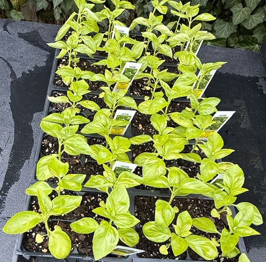 BASIL, prospera, plants, 4-pack