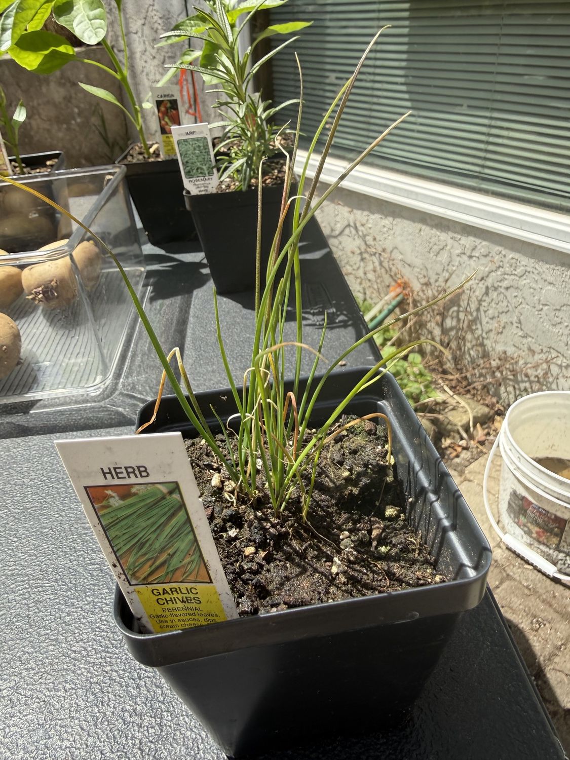 GARLIC CHIVES, Organic Herb Plant, Red Fire Farm