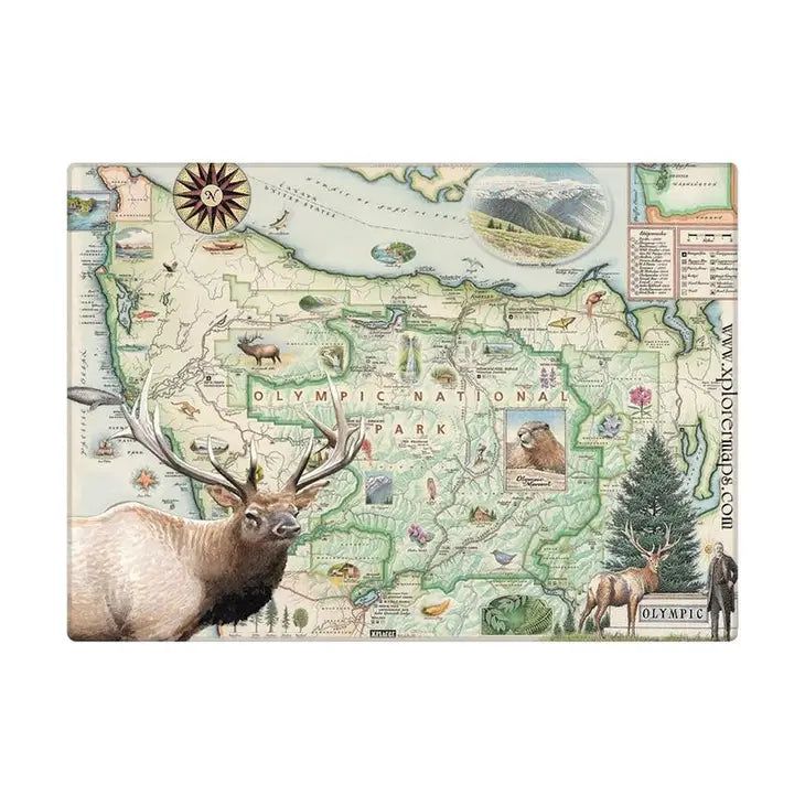 Olympic Roosevelt Elk Magnet