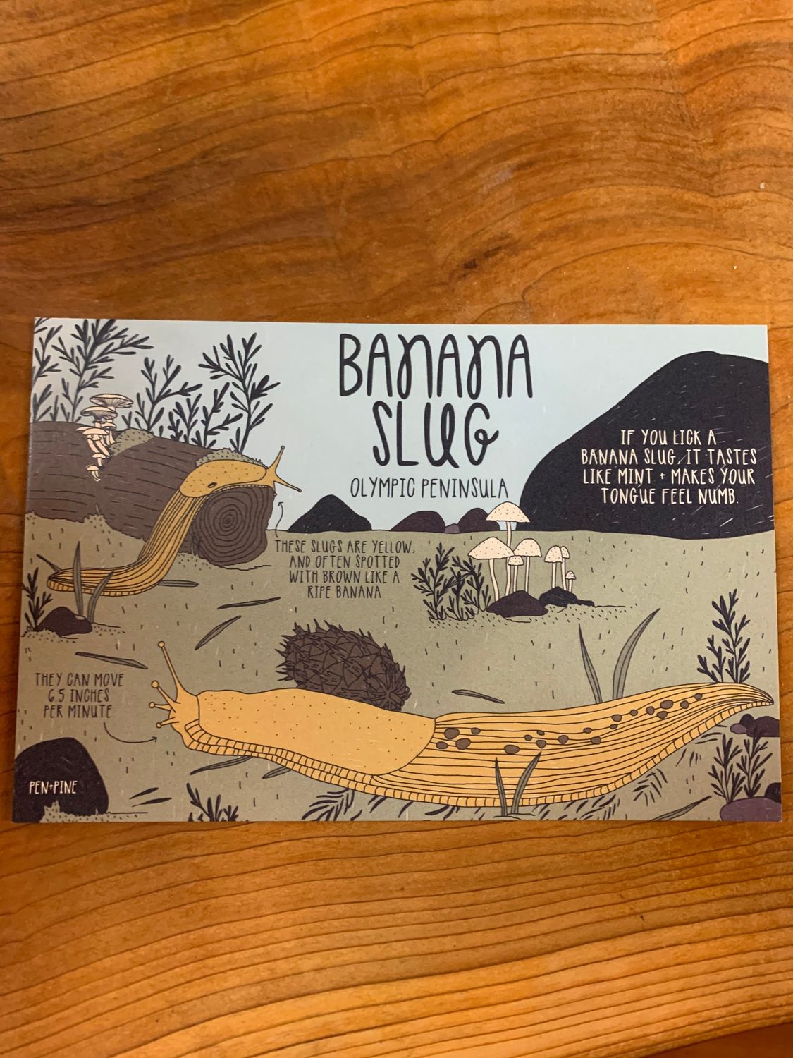 Banana Slug Olympic National Park Postcard