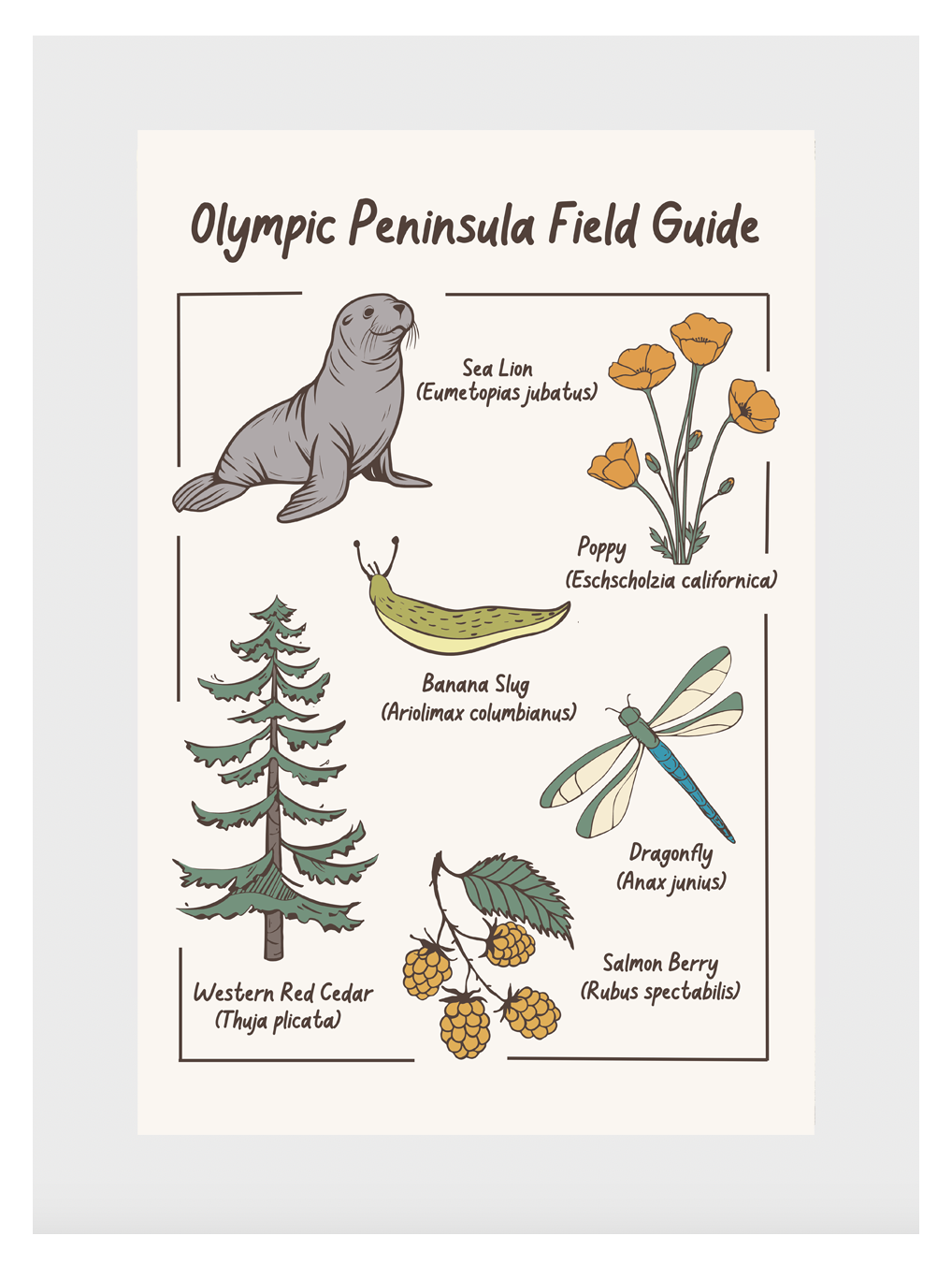Olympic Peninsula Field Guide Post Card