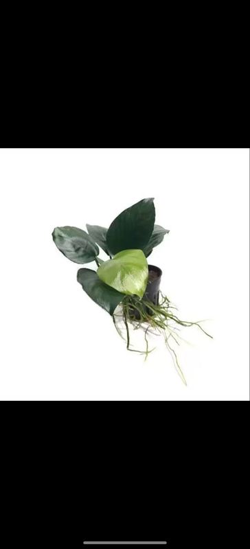 Plantas acuáticas