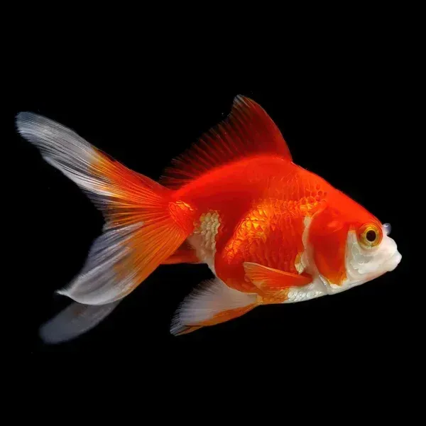 Goldfish Agua FrÃa