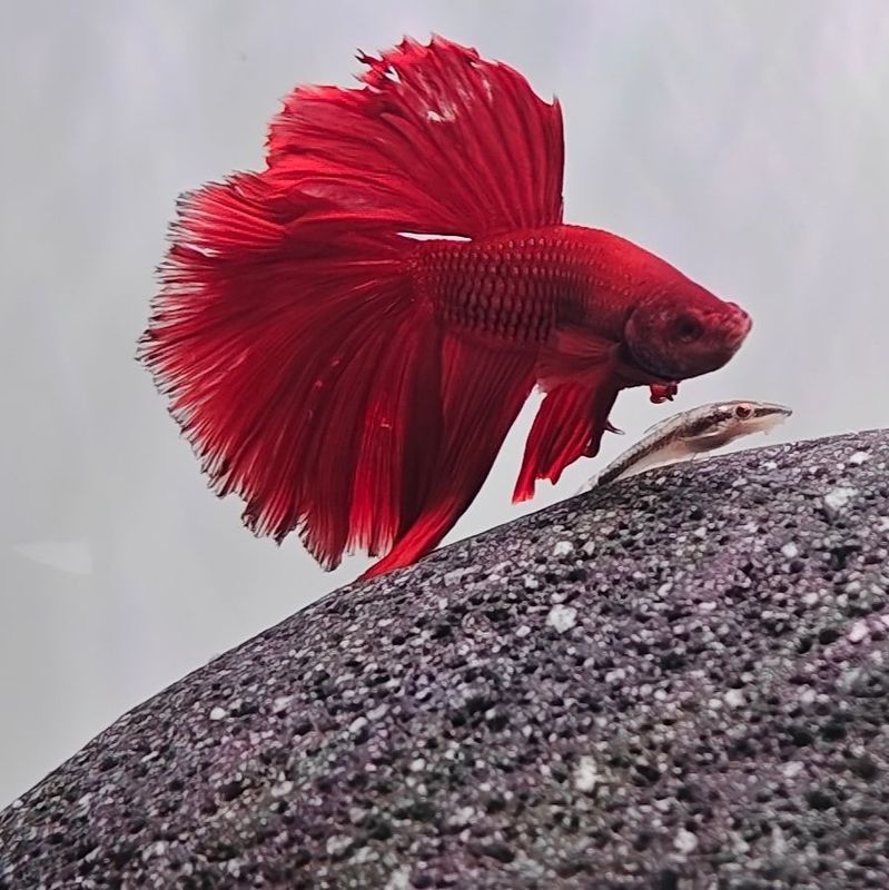 Bettas