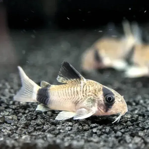 Corydora