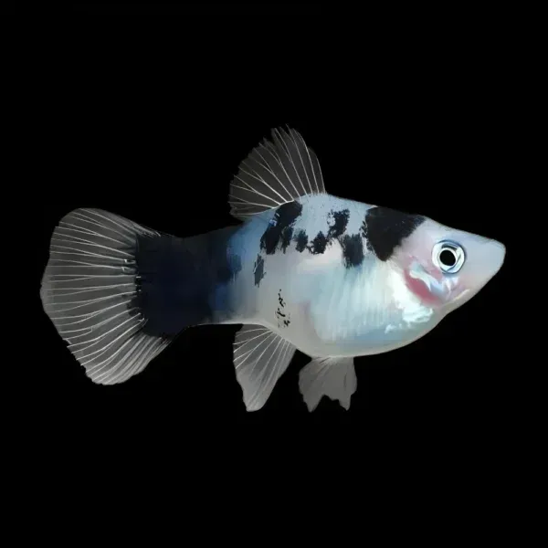 Platy