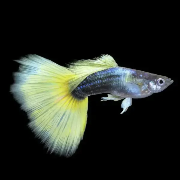 Guppy