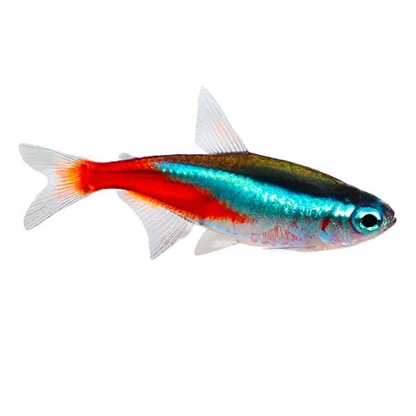AQUASCAPING
