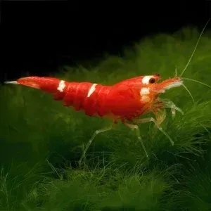 Gambas Agua Dulce