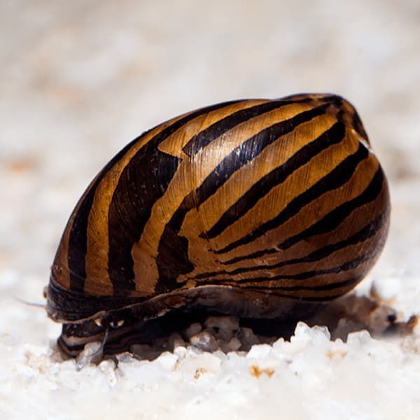 Caracol Nerita Zebra Caracol Nerita Zebra