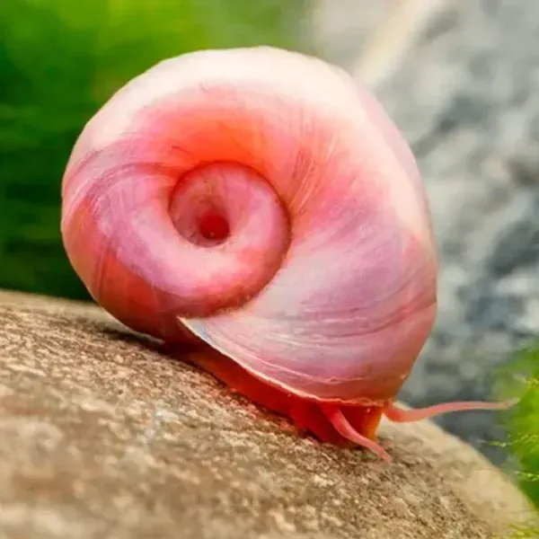 Caracol Planorbis Rosa Caracol Planorbis Rosa