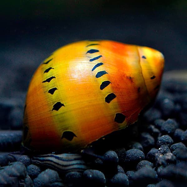 Caracol Cebolla Roja | Neritina turrita Caracol Cebolla Roja | Neritina turrita