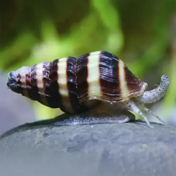 Caracol Anentome helena | come caracoles