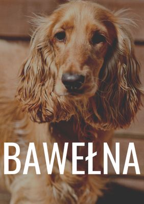 Bawełna