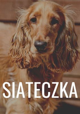 Siateczka