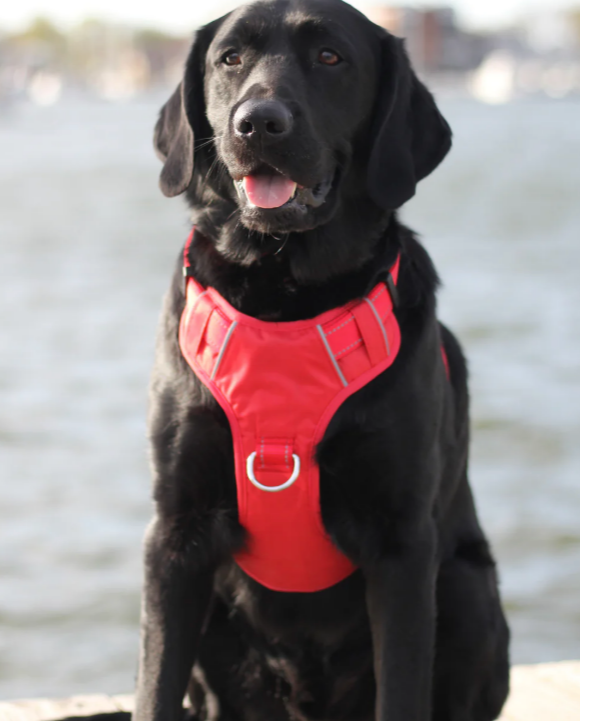 Baydog Chesapeake Harness - Clifford Red, XL