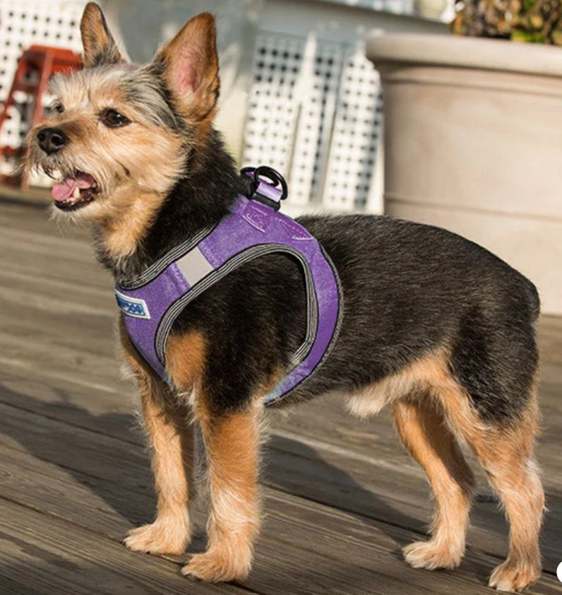 Baydog Liberty Bay Harness - Lavender, L
