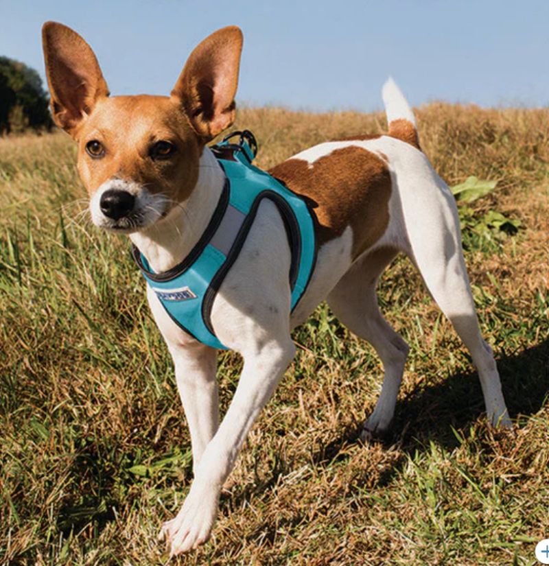 Baydog Liberty Bay Harness -Sea Foam, L