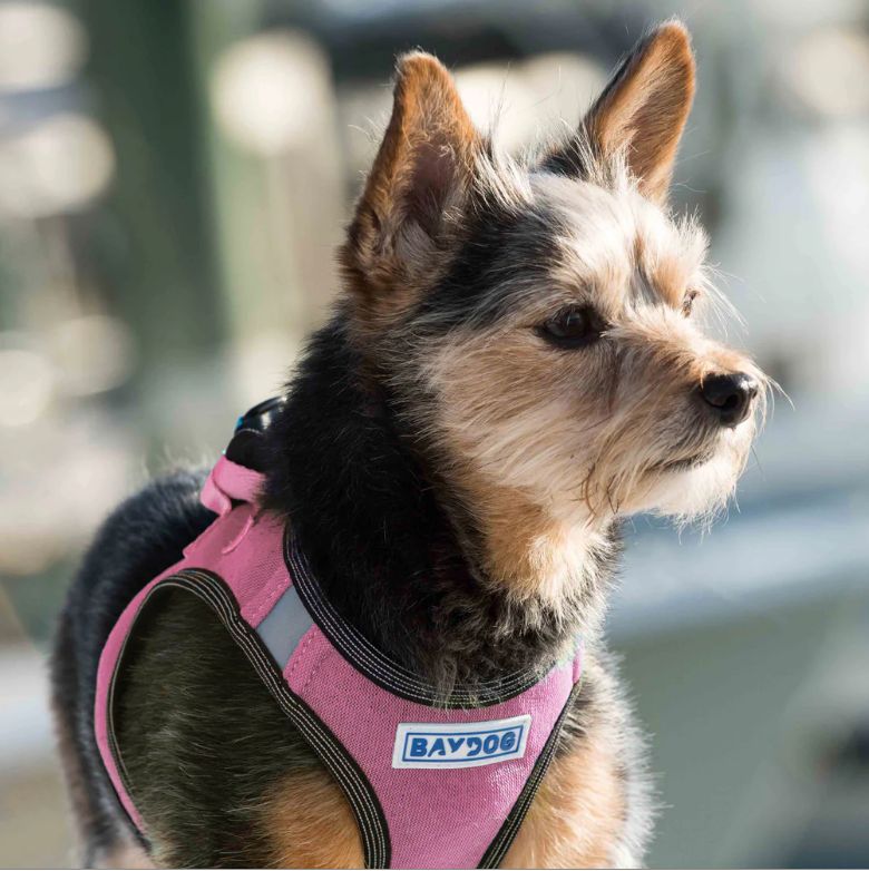 Baydog Liberty Bay Harness - Pink Lemonade, L