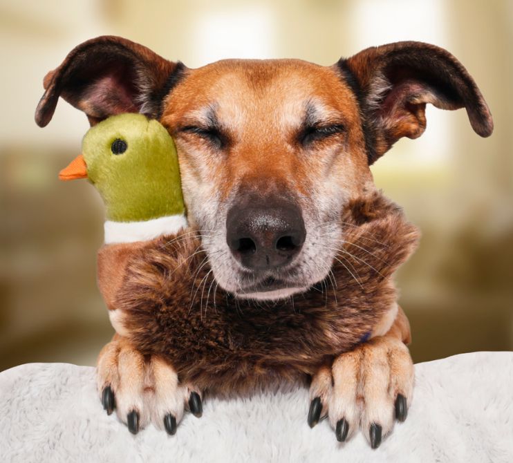 Fluff &amp; Tuff - Morley Mallard