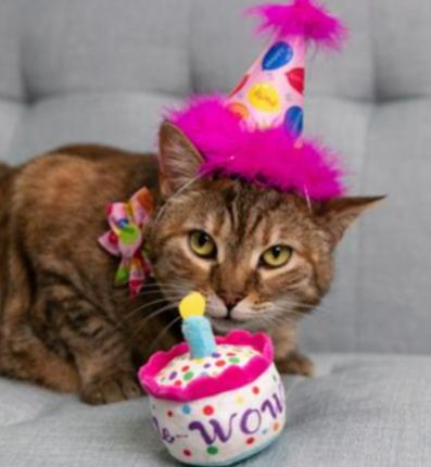 Huxley &amp; Kent Cat MeWOW Cake Catnip toy