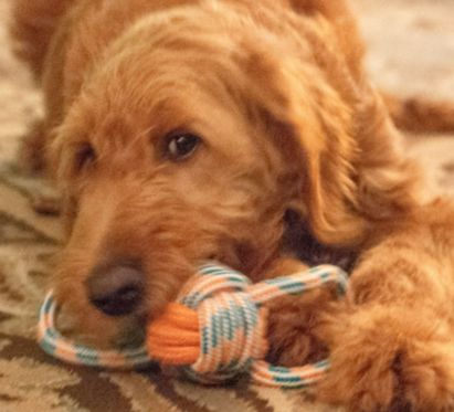 ThoozyPet Figure 8 Knot ball rope ORG / Teal, 11.5"