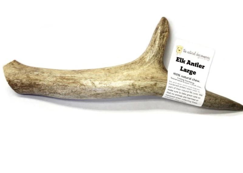 Tuesday's - Whole Elk Antler, L