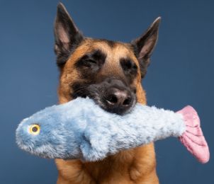 Fluff &amp; Tuff - Fitz Fish
