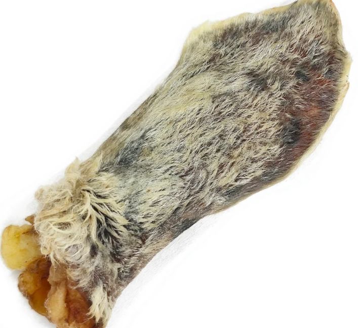 Tuesday's lamb ear