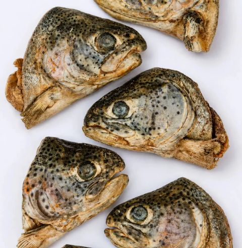 Momentum Rainbow Trout Heads