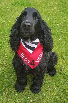 Handmade REDS4VEDS Dog Bandana