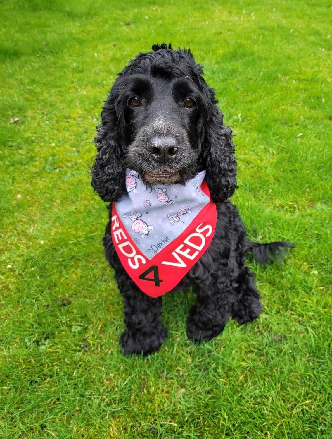 Handmade REDS4VEDS Dog Bandana