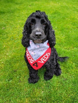 Handmade REDS4VEDS Dog Bandana