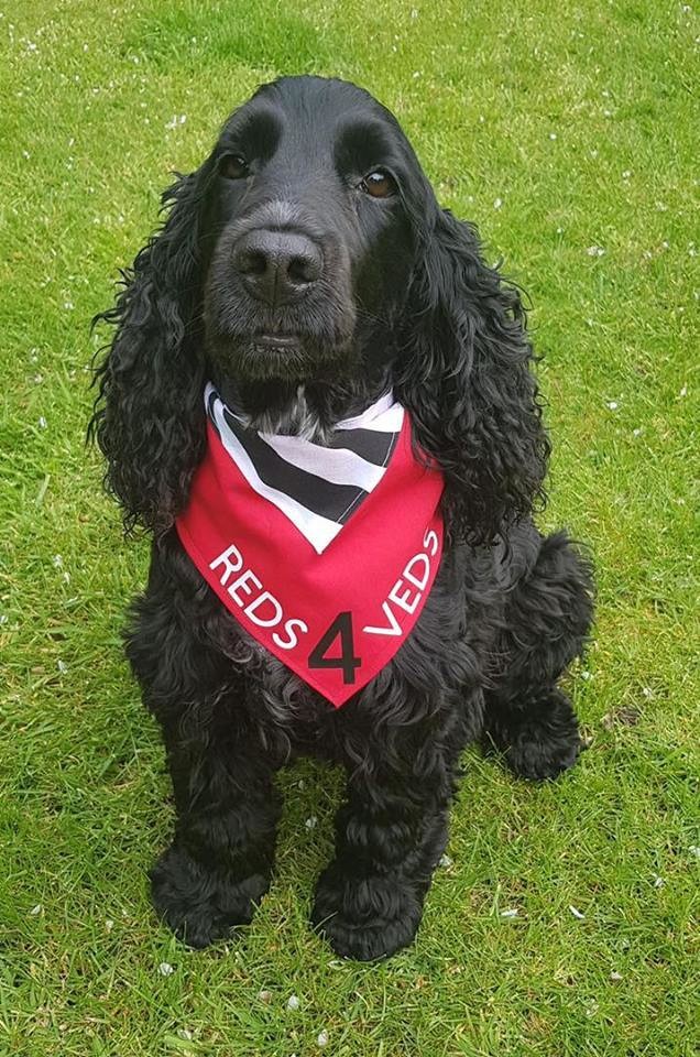 Handmade REDS4VEDS Dog Bandana