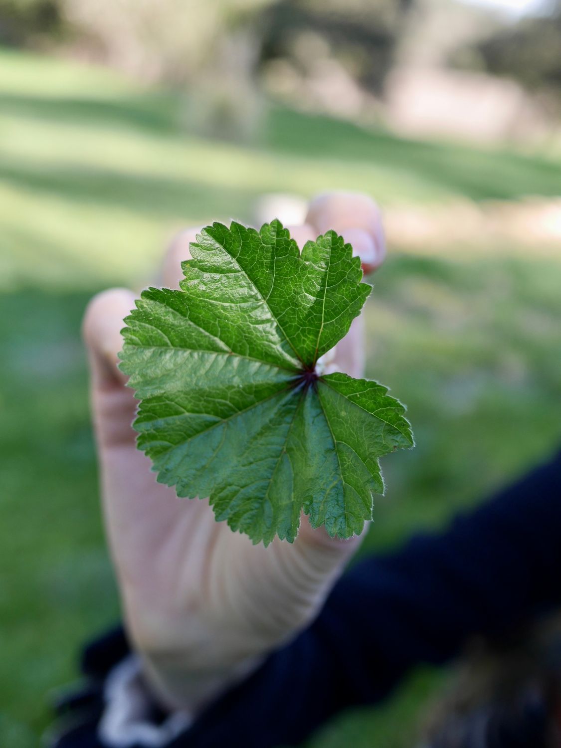 Bootcamp " fermentation &amp; plantes sauvages" du 16 au 18 novembre 2026