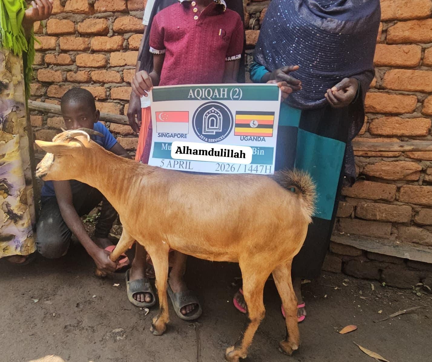 Sudan Qurban - Goat Sudan Qurban - Goat