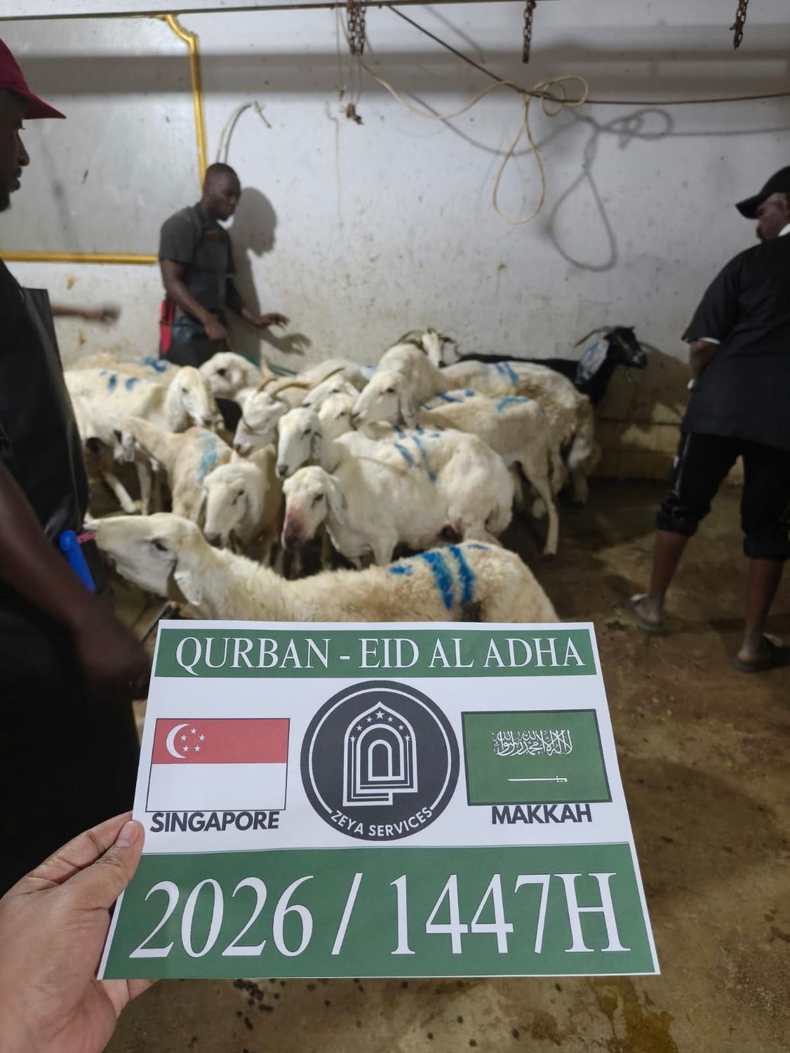 Makkah Qurban - Goat Makkah Qurban - Goat