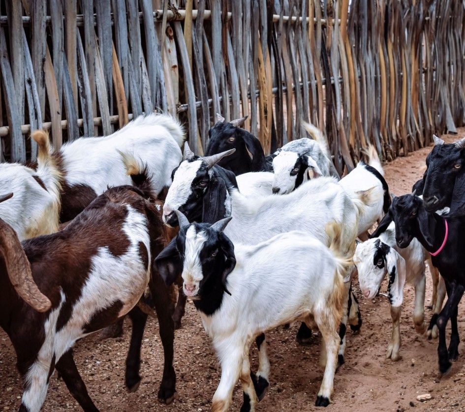Cambodia Qurban - Goat Cambodia Qurban - Goat