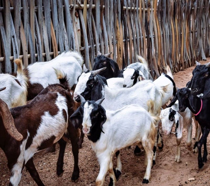 Cambodia Qurban - Goat