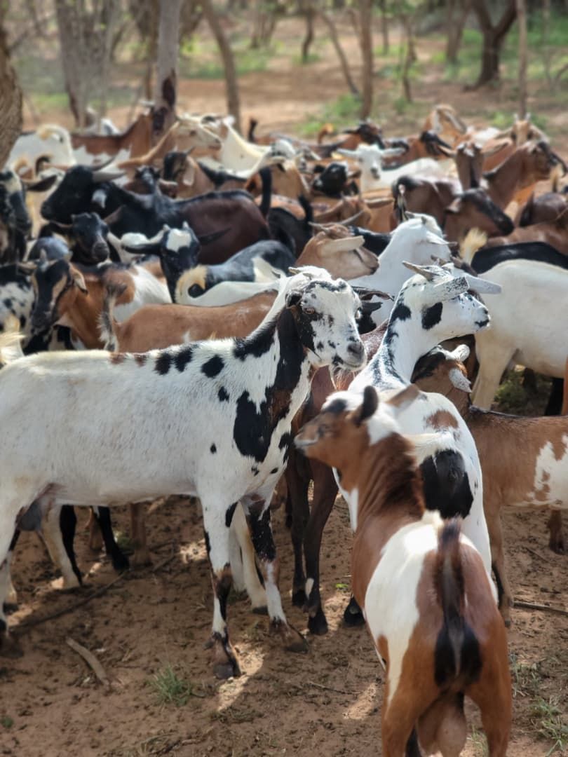 Sudan Qurban - Goat Sudan Qurban - Goat