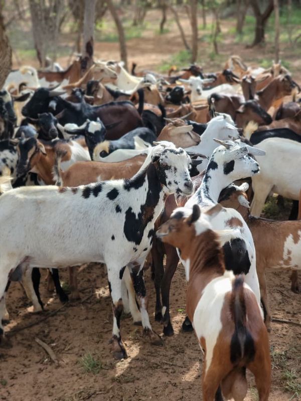 Sudan Qurban - Goat
