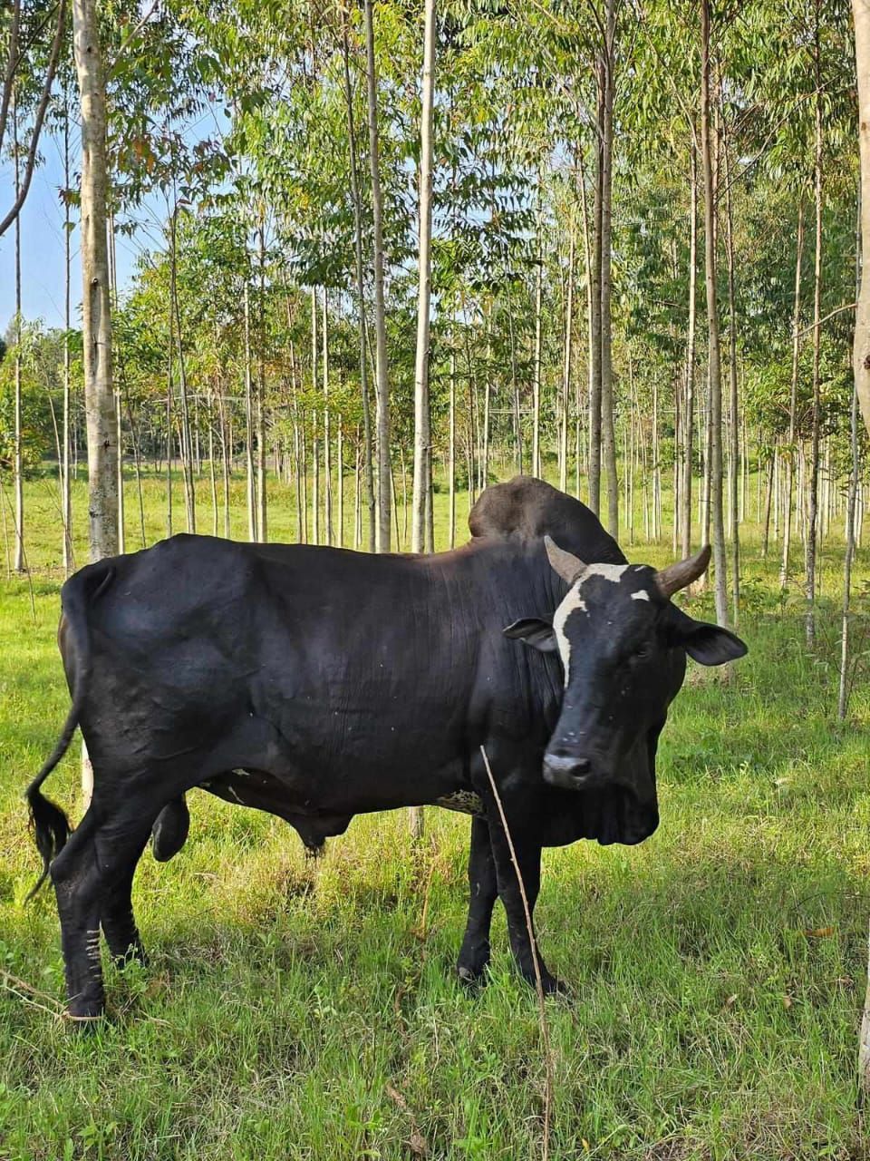 Uganda Qurban - Cow Uganda Qurban - Cow