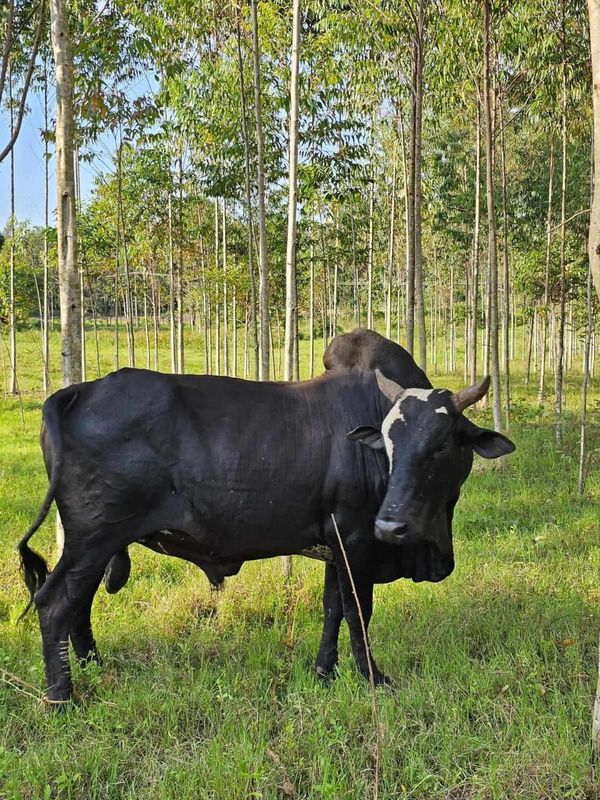 Uganda Qurban - Cow