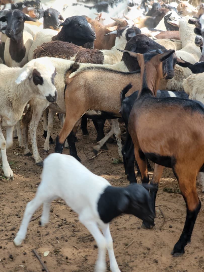 Kenya Qurban - Goat Kenya Qurban - Goat