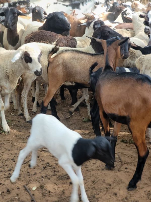 Kenya Qurban - Goat