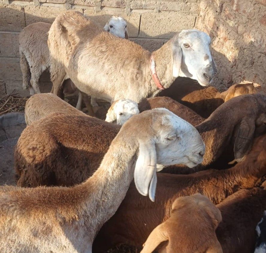 Pakistan Qurban - Goat Pakistan Qurban - Goat
