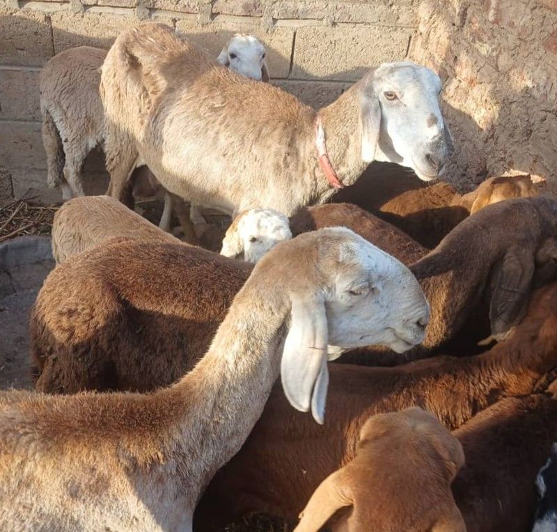 Pakistan Qurban - Goat