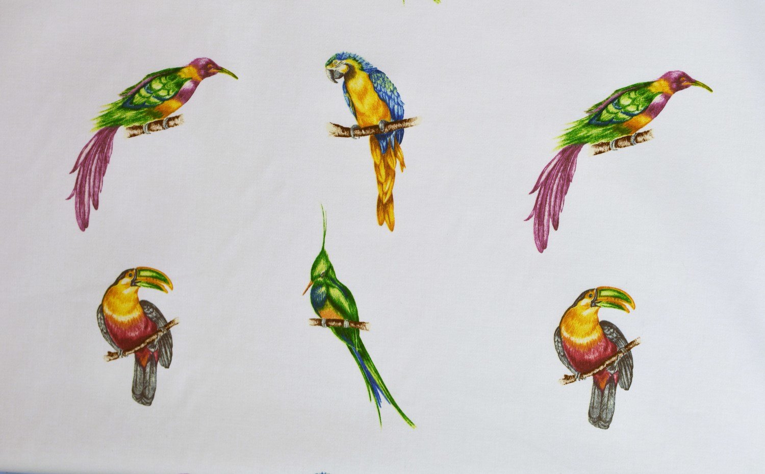 Parrots-84 Blue Parrots-84 Blue
