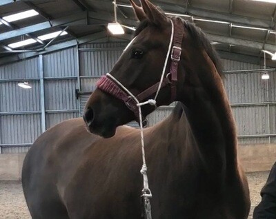 Training halter based on pressure and release
Price includes UK shipping costs. Please contact for international shipping .